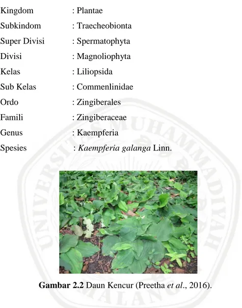 Gambar 2.2 Daun Kencur (Preetha et al., 2016). 