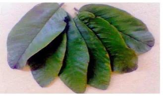 Gambar 1. Daun Jambu Biji 