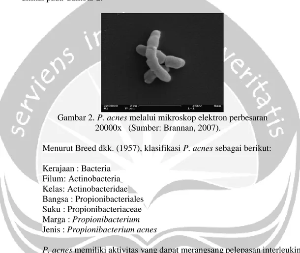 Gambar 2. P. acnes melalui mikroskop elektron perbesaran                 20000x   (Sumber: Brannan, 2007)