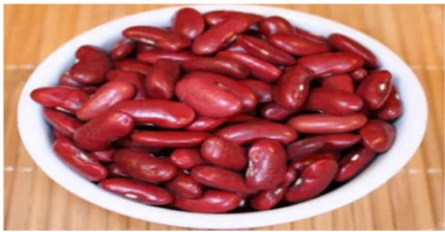 Gambar 1. Biji Kacang Merah (Phaseolus vulgaris L. ) Klasifikasi kacang merah adalah sebagai berikut:
