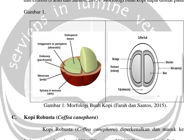 Gambar 1. Morfologi Buah Kopi (Farah dan Santos, 2015).  C.  Kopi Robusta (Coffea canephora) 
