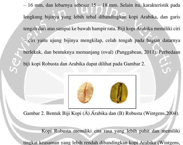 Gambar 2. Bentuk Biji Kopi (A) Arabika dan (B) Robusta (Wintgens,2004). 