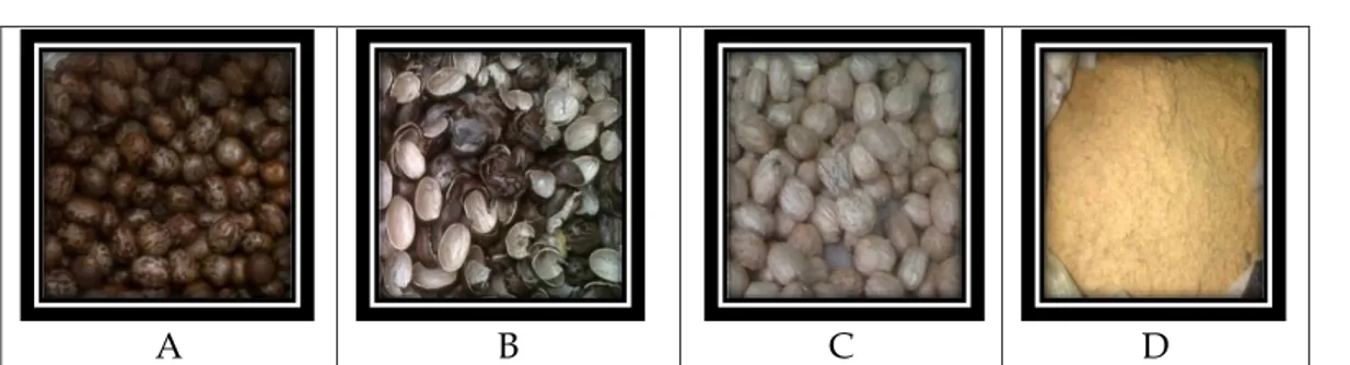 Gambar 2. Bagian- bagian dari biji karet dan tepung biji karet A (Biji karet utuh), B  (Cangkang biji karet), C (Inti biji karet) dan D (Tepung biji karet)