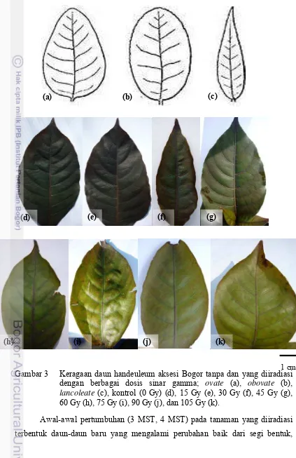 Gambar 2  Bentuk  daun handeuleum pada berbagai dosis iradiasi; (a) ovate, (b) 