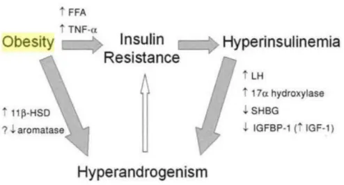 Gambar 2.4 Hubungan obesitas dengan hiperinsulinemia dan hiperandrogenisme (Mantzoros,  2006)
