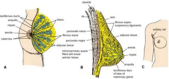 Gambar  2.1  Payudara  wanita  dewasa.  A.  Tampak  anterior  dengan  sebagian  kulit  dibuang  untuk  memperlihatkan  struktur  internal