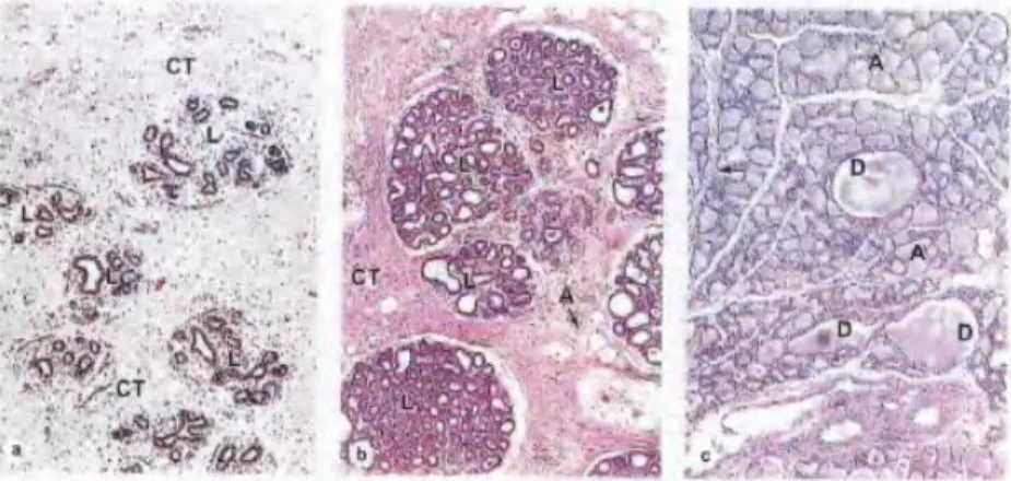 Gambar  2.2  Histologi  payudara.  (a):  Kelenjar  payudara  wanita  dewasa  yang  tidak  hamil  bersifat  inaktif