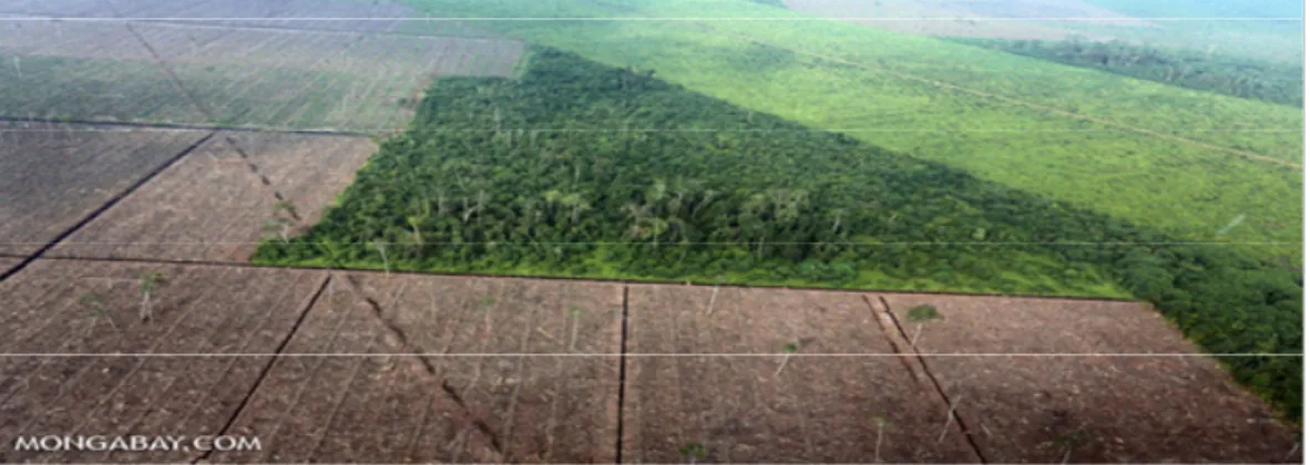 Gambar ini diambil di salah satu kawasan hutan primer di Provinsi Riau Selain  karena  problematika  responsibilitas  dari  tata  kelola  kehutanan,  defores-tasi  hutan  tidak  dapat  dipisahkan  dengan  faktor  ketidakseimbangan  antara  popula-tion  gro