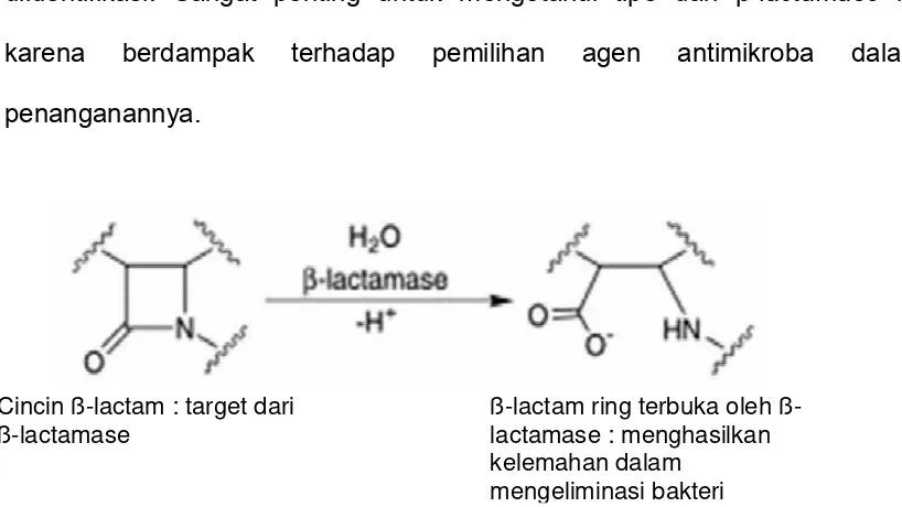 Gambar 1. Reaksi hidrolitik oleh β-laktamase pada ikatan amida dari cincin β-