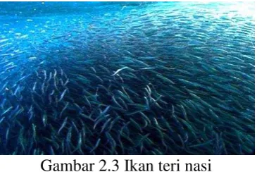 Gambar 2.3 Ikan teri nasi 