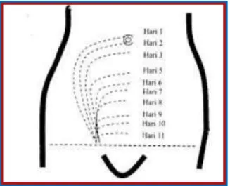 Gambar Proses Involusi Uterus 