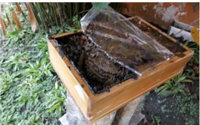 Gambar 6. Koloni lebah yang siap dipecah  Perbanyakan stup lebah kelulut sudah dilakukan oleh  pelaksana kegiatan