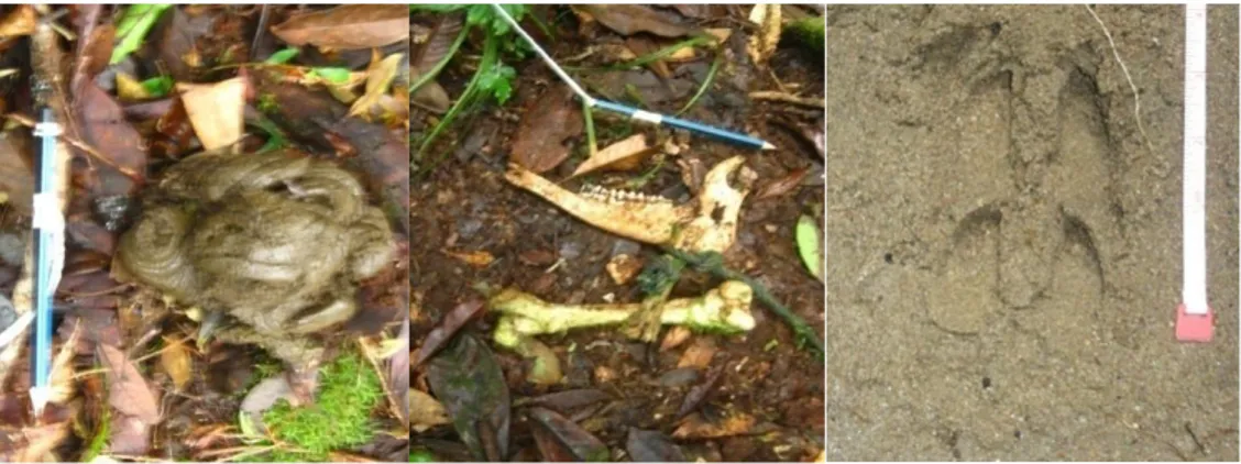 Figure 1. Footprint found in anoa habitat (taken by Sudirman and Mursidin, 2011) Pada ketiga lokasi tersebut di atas dilakukan pengukuran dan pengamatan karakteristik kondisi fisik habitat anoa di lokasi penelitian dan diperoleh hasil seperti yang disajika