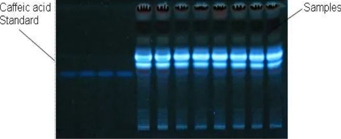 Fig 1. The chromatograms of the samples and standards (Rosmarinic acid) without any sprayed reagent, in   UV light 365 nm