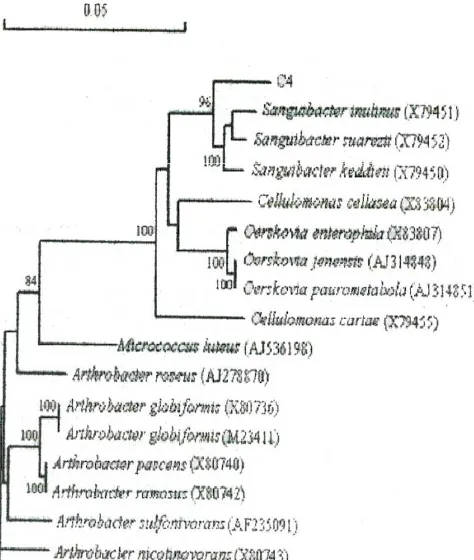 Gambar 6. Pohon filogenetik yang didasarkan 1385 nukleotida pada urutan 16s-RNA menunjukkan posisi strain C4  pada genus Sanguibacter (Yong Tao, 2005)