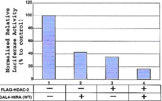 Figure 1. Necessity of WD dipeptide and LXXLL motifs in N-terminal and C-terminal halves of HIRA for the mediation of transcription repression in vivo.