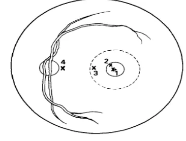 Gambar 4. Titik fiksasi. (1) parafoveolar, (2) 