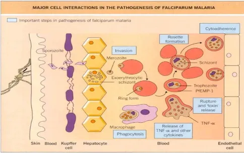 Gambar 1. Interaksi sel dalam patogenesis malaria13 
