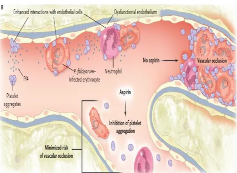 Gambar 2.  Aktivasi platelet pada malaria falciparum18 