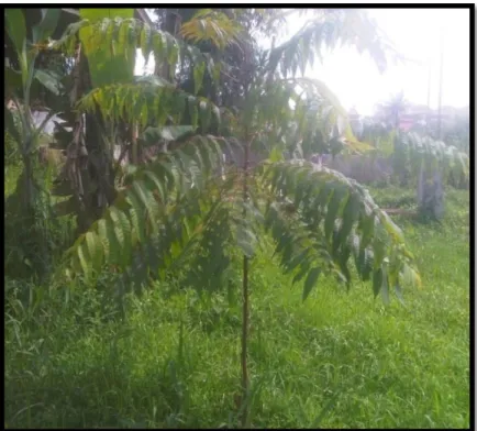 Gambar 2.1 Pohon Surian 