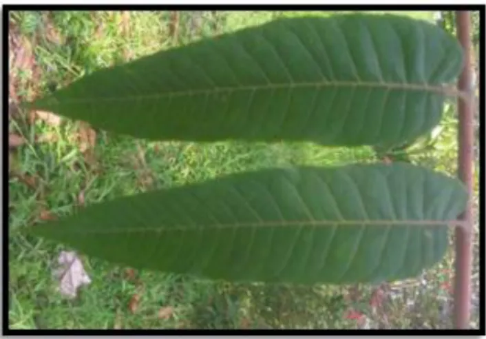 Gambar 2.2 Daun Surian 