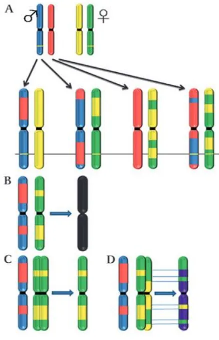 Figure 4. (A). Inheritance pattern of single gene disorder. Parental homolog chromosome from father (coded red and blue color always at the left side) and from mother (coded yellow and green colour always at the right side), both of them harbour (yellow li
