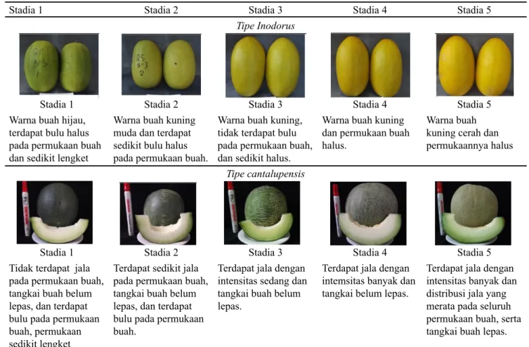 Tabel 2. Karakter morfologi buah melon pada lima stadia kematangan