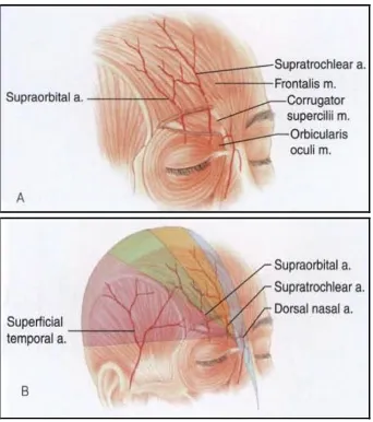 Figure 5a & 5b. Vascular territories of arteries supplying forehead skin19 