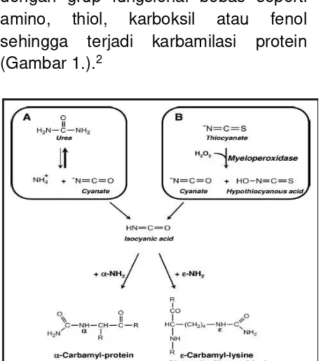 Gambar 1.  Selain dari dekomposisi urea, Pembentukan Homocitruline  sklerosis melalui karbamilasi LDL dan HDL.2,4,5,6,7 