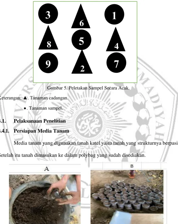Gambar 5. Peletakan Sampel Secara Acak. 