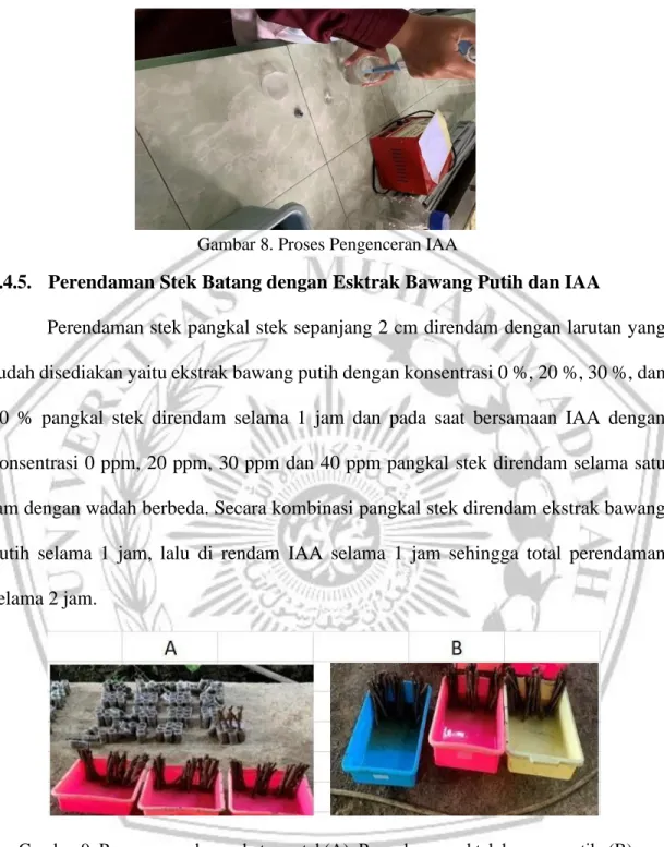 Gambar 8. Proses Pengenceran IAA 