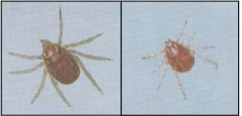 Gambar 2. Caplak Boophilus microplus jantan (kiri)  dan betina (kanan)(Shaw et al., 1976)