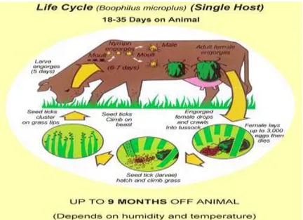 Gambar 3. Siklus Hidup Boophilus microplus (www.daf.qld.gov.au) 