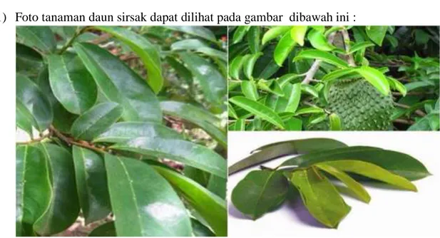 Gambar 1.   Tanaman Daun sirsak(  Annoma muricata Linn ) 