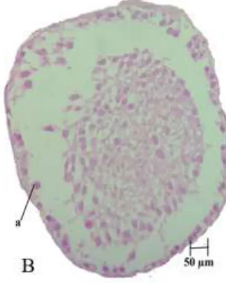 Gambar 4.1. Fase Spematogenic Index tubulus seminiferus mencit (Mus musculus) jantan. Pewarnaan  HE dengan perbesaran 400x