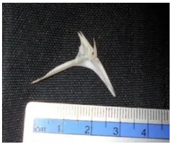 Figure 2. A fish bone
