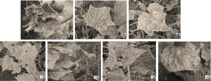 Gambar 1. Penyakit daun keriting kuning pada mentimun dari beberapa daerah yang menunjukkan variasi gejala: Situgede  -  Bogor  (A),  Dukuhwaru  -  Tegal  (B),  Kalasan  -  Sleman  (C),  Ngemplak  -  Sleman  (D), Kasomalang - Subang (E), Pagaden Barat - Su