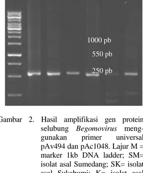 Gambar  2.  Hasil  amplifikasi  gen  protein  selubung  Begomovirus   meng-gunakan  primer  universal  pAv494 dan pAc1048
