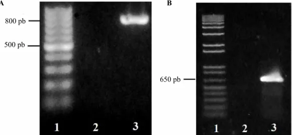 Gambar 2.  Hasil amplifikasi DNA gen CP (a) PVY dan (b) CMV isolat Bayongbong. Lajur 1a = penanda  DNA 100 pb (thermo), lajur 1b= penanda DNA 1 kb plus (invitrogen), lajur 2= kontrol negatif,  lajur 3a= PVY isolat Bayongbong, lajur 3b= CMV isolat Bayongbon