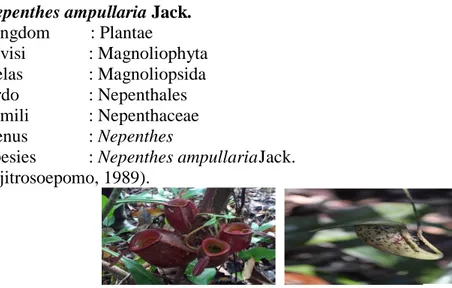 Gambar 1. Kantong bawah (kiri) dan kantong atas (kanan) Nepenthes ampullaria  Nepenthes  ini  memiliki  bentuk  batang  bulat  serta  bentuk  daun  berupa 
