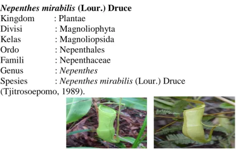 Gambar 4. Kantong bawah (kanan) dan kantong atas (kiri) Nepenthes mirabilis  Nepenthes  ini  memiliki  batang  bulat  dan  panjang  batang  dapat  mencapai 