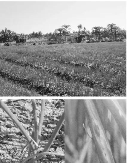 Gambar 1. Hamparan tanaman bawang merah di Desa Oloboju Kabupaten  Sigi Provinsi Sulawesi Tengah (Ratnawati, 2017)