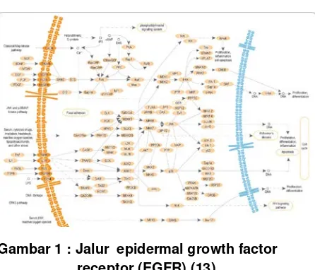 Gambar 1 : Jalur  epidermal growth factor 