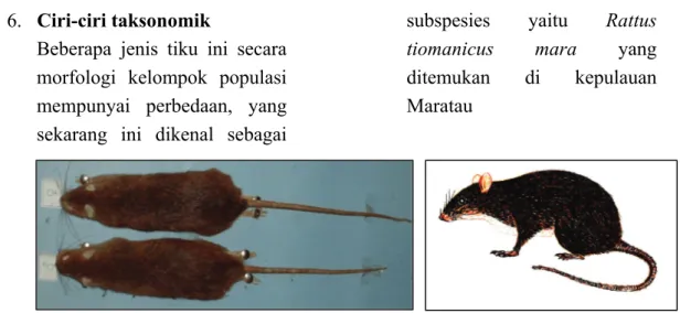 Gambar 11. Tikus kayu R. tiomanicus dari Kecamatan Ciwidey, Kabupaten  Bandung,   Jawa Barat 