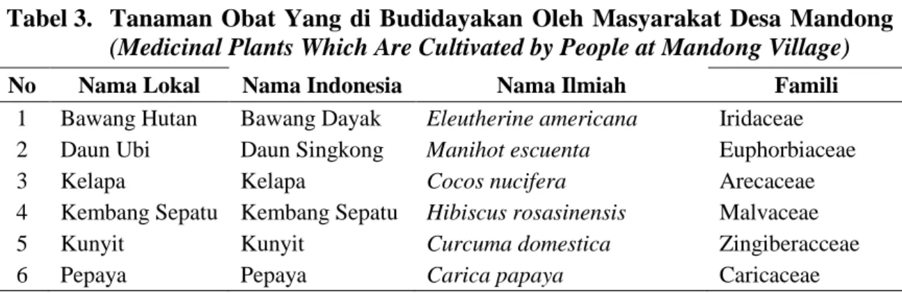 Tabel 3.   Tanaman  Obat  Yang  di  Budidayakan  Oleh  Masyarakat  Desa  Mandong  (Medicinal Plants Which Are Cultivated by People at Mandong Village) 