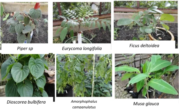 Gambar 3. Beberapa jenis Tumbuhan Hasil Eksplorasi yang Mampu Berdapatsi setelah  diaklimatisasi di Kebun Raya Purwodadi   