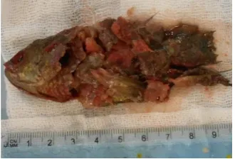 Figure 3. Foreign body a fish after extraction. 