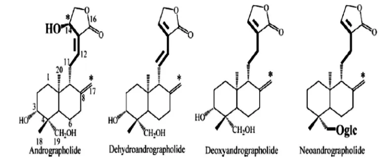 Gambar 3. Struktur kimia dari 4 komponen utama diterpenoid yang terdapat pada tanaman sambiloto: andrographolide, dehydroandrographolide, deoxyandrographolide dan neoandrographolide (Yang et al