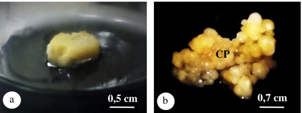 Gambar 4.1. Morfologi kalus embriogenik (a) Eksplan bunga betina kelapa sawit  pada  media  Y3  +  2,4-D  105  mg/L  selama  7  hari  setelah  tanam  (b)  kalus  embriogenik dari eksplan bunga betina kelapa sawit pada media Y3 + 2,4-D 105  mg/L selama 111 