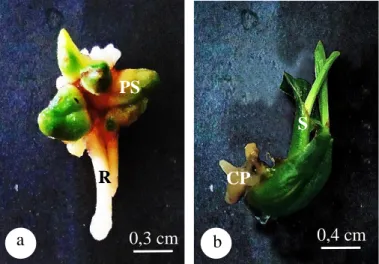 Gambar  4.5.    Respon  in  vitro  dari  eksplan  bunga  betina  kelapa  sawit  (Elaeis  guineensis Jacq.) (a) Perkembangan akar dari eksplan bunga betina  kelapa  sawit  (b)  Perkembangan  tunas  dari  eksplan  bunga  betina  kelapa sawit; CP: Kalus embri
